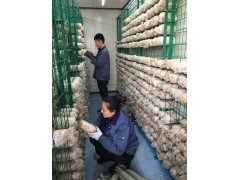 智能化食用菌种植箱房，人工气候室，蘑菇种植房。图2