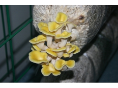 白灵菇养殖工厂图3