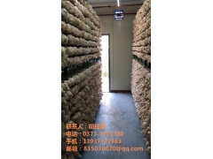 杏鲍菇养殖工厂图2