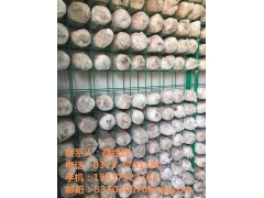 杏鲍菇养殖工厂图3