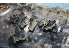 科技智能化蘑菇种植箱房图2