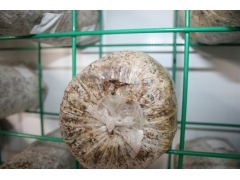 科技智能化蘑菇种植箱房图3