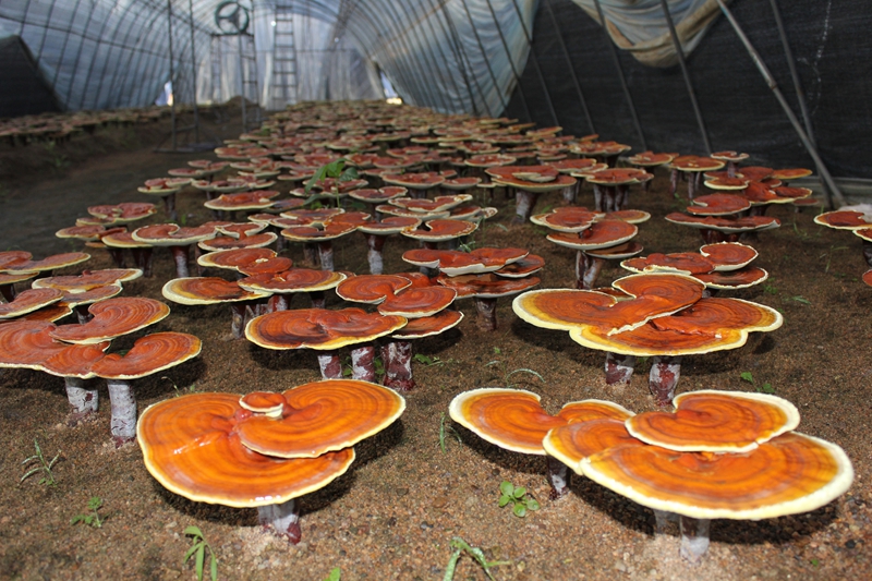 图为平泉市食用菌局标准栽培示范棚中健壮生长的灵芝 - 复件(1)