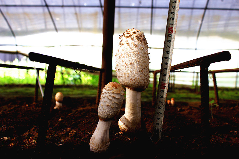 平泉市食用菌产业服务局利用废料栽培出的鸡腿菇新品种