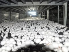 售优质双孢菇鲜品和干品图1