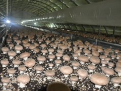 售优质双孢菇鲜品和干品图2