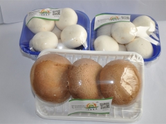 售优质双孢菇鲜品和干品图3