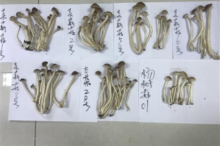 北京市农技推广站研究不同品种茶树菇外观品质