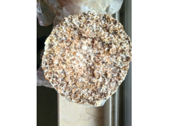 昌盛819香菇菌种 菇质瓷实 子实体大  开始预售图2