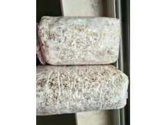 昌盛819香菇菌种 菇质瓷实 子实体大  开始预售图3