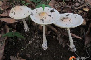 每周一菇毒蘑菇系列丨淡玫红鹅膏 Amanita pallidorosea P. Zhang & Zhu L. Yang
