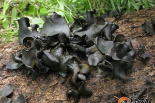 每周一菇毒蘑菇系列丨叶状耳盘菌 Cordierites frondosa（Kobayasi）Korf