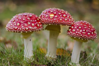 食品药品监管总局提示谨防野生毒蘑菇中毒