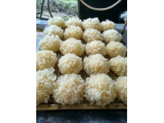 食用菌除虫剂 食用菌生长促进剂 物理除虫不含农药残留图2