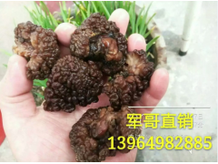 猴脑菇 猴脑菌 猴脑菌 核桃菌 核桃菌菇 猴脑菌图1