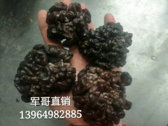 核桃菌 猴脑菌 猴脑菇 好人菇 核桃菇 核桃菌 核桃菌图1