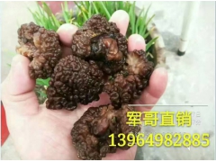 核桃菌 猴脑菌 猴脑菇 好人菇 核桃菇 核桃菌 核桃菌图2