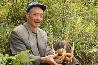 云南經(jīng)濟(jì)日報：彝良天麻產(chǎn)業(yè)“尖兵”突圍 ()
