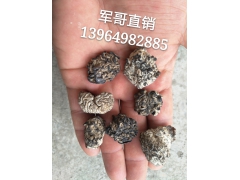 养生黑绣球绣球菌绣球黑绣球厂家黑绣球菇绣球菌批发绣球菌销售图1