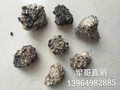 玛瑙菌 玛瑙菇 玛脑菌 玛脑菇 玛瑙菌产家厂家玛瑙菌 玛瑙菌图3