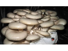 平菇节能环保灭菌设备图1