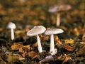 Deadly mushroom chemistry