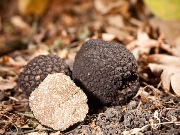 black-truffles600