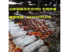 灵芝基地供应灵芝孢子粉，灵芝切片，灵芝盆景，价格便宜图1