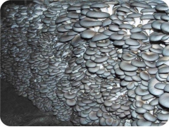 山东省济南市蘑菇菌种图3