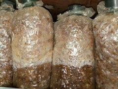 供应食用菌灭菌柜 方形灭菌柜 高压灭菌 空间使用率大图2