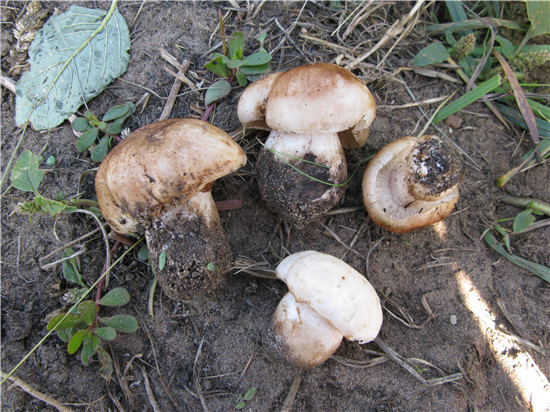 蒙古白丽蘑(蒙古口蘑、草原白蘑、大白磨、白