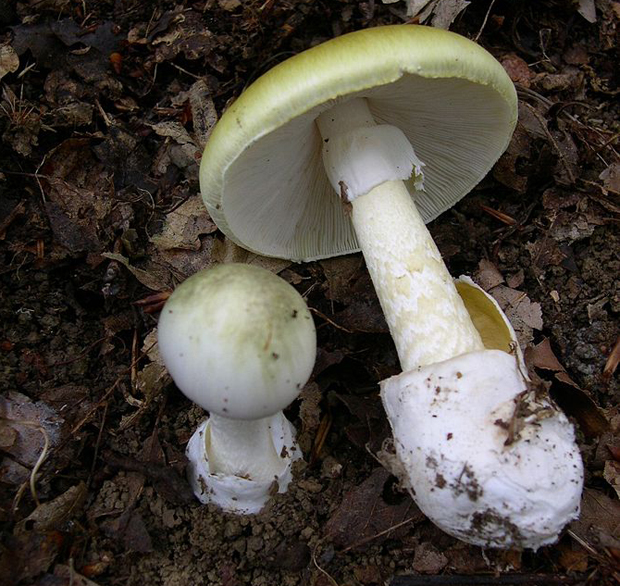death-cap-mushroom-amanitaphalloides