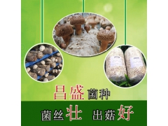 昌盛819香菇菌种 菇质瓷实 子实体大  开始预售图1