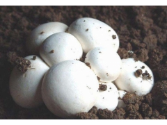 双孢菇生产销售厂家 口蘑生产基地图2