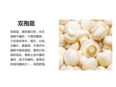 双孢菇品牌 口蘑生产厂家 白蘑菇厂家大批生产图1