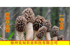 羊肚菌大量供应，农户种植图1