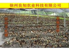 羊肚菌大量供应，农户种植图2