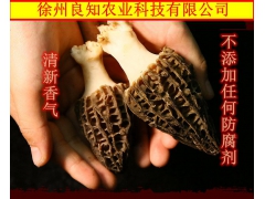 羊肚菌大量供应，农户种植图3