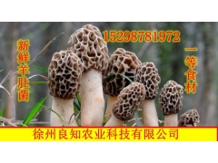 羊肚菌-农户种植图2