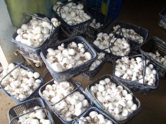 成都双孢菇生产销售厂家 临汾口蘑生产基地图1
