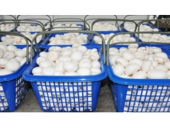 北京双孢蘑菇哪里好 太原双孢菇生产销售厂家 大量供应图2