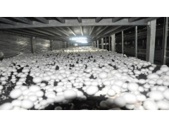 北京双孢蘑菇哪里好 太原双孢菇生产销售厂家 大量供应图3