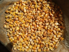 常年现款采购玉米大豆高粱碎米粕类等图1