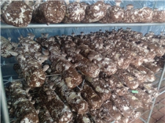 出口澳洲新西兰香菇菌棒，香菇栽培图1