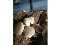 出口澳洲新西兰香菇菌棒，香菇栽培图3