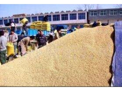 因养殖长期大量需求玉米大豆高粱碎米等图1