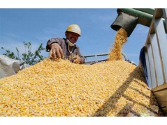 汉江养殖场大量收购玉米碎米次粉淀粉薯粉麸皮油糠等饲料原料图1