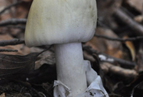 Synthesizing a deadly mushroom toxin
