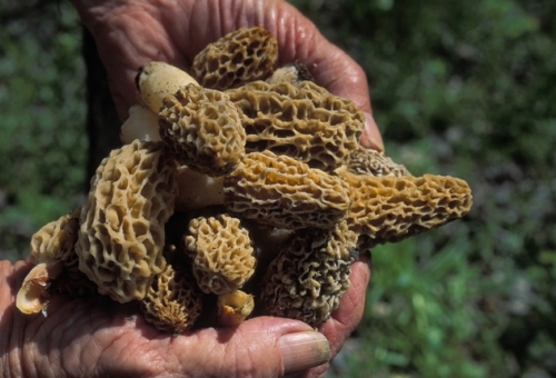 Morel mushrooms: Here's what you ne