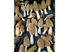野生羊肚菌图1